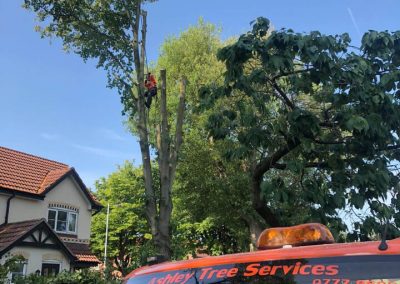 Complete tree removal and stump grinding Winnishaw 4