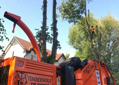 Complete tree removal and stump grinding Winnishaw 5