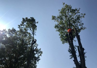 Complete tree removal and stump grinding Winnishaw 6