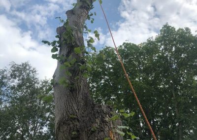 Complete tree removal and stump grinding Winnishaw 8