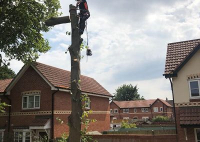 Complete tree removal and stump grinding Winnishaw 9