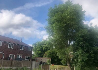 Large poplar tree pollarding Prestwitch 1