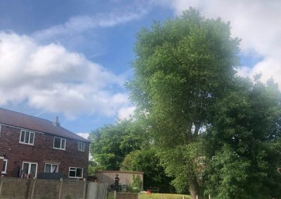 Large poplar tree pollarding Prestwitch 2