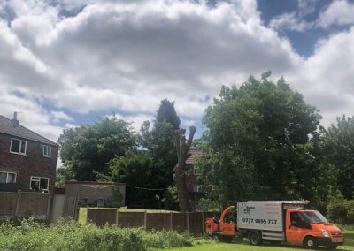 Large poplar tree pollarding Prestwitch 3