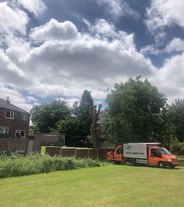 Large poplar tree pollarding Prestwich, Manchester – 06.06.2018.
