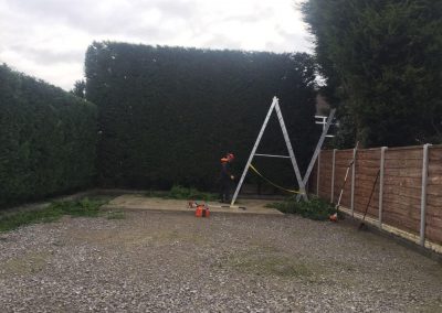 Leylandii hedge cutting Stockport 2