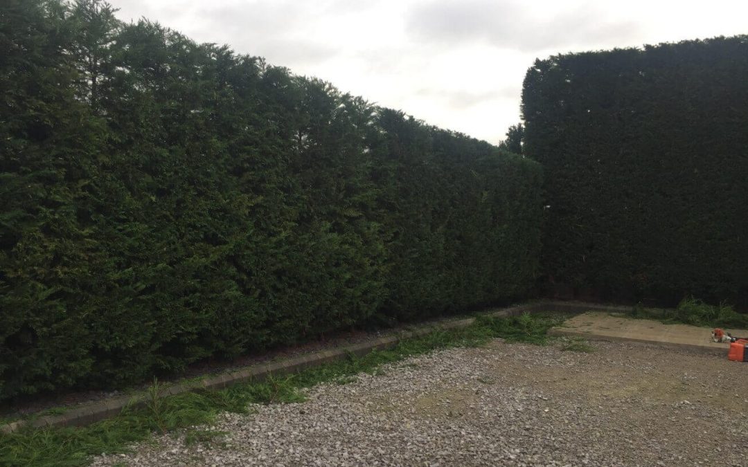 Leylandii hedge cutting Stockport – 28.12.2017.