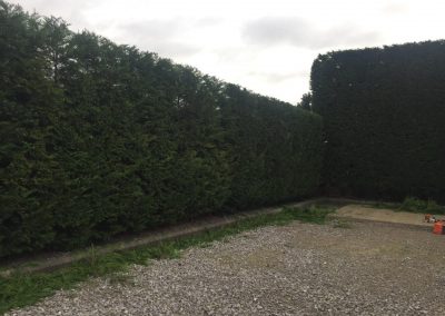 Leylandii hedge cutting Stockport 3