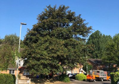 Sycamore tree removal Ashton-under-Lyne 1