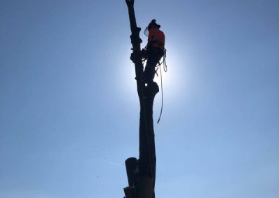 Sycamore tree removal Ashton-under-Lyne 4