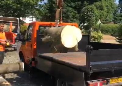 Sycamore tree removal Ashton-under-Lyne 5