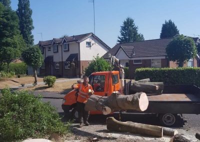 Sycamore tree removal Ashton-under-Lyne 7