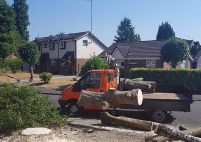 Sycamore tree removal Ashton-under-Lyne 8