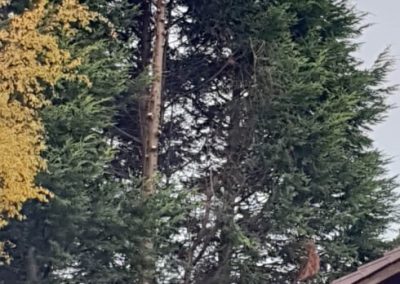 Tree felling Manchester Jehovas Witnesses Kingdom Hall 2