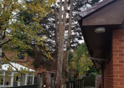 Tree felling Manchester Jehovas Witnesses Kingdom Hall 3