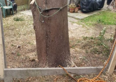 Tree felling Manchester Jehovas Witnesses Kingdom Hall 6